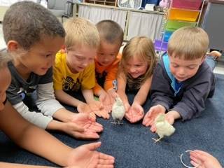 students with baby chickens