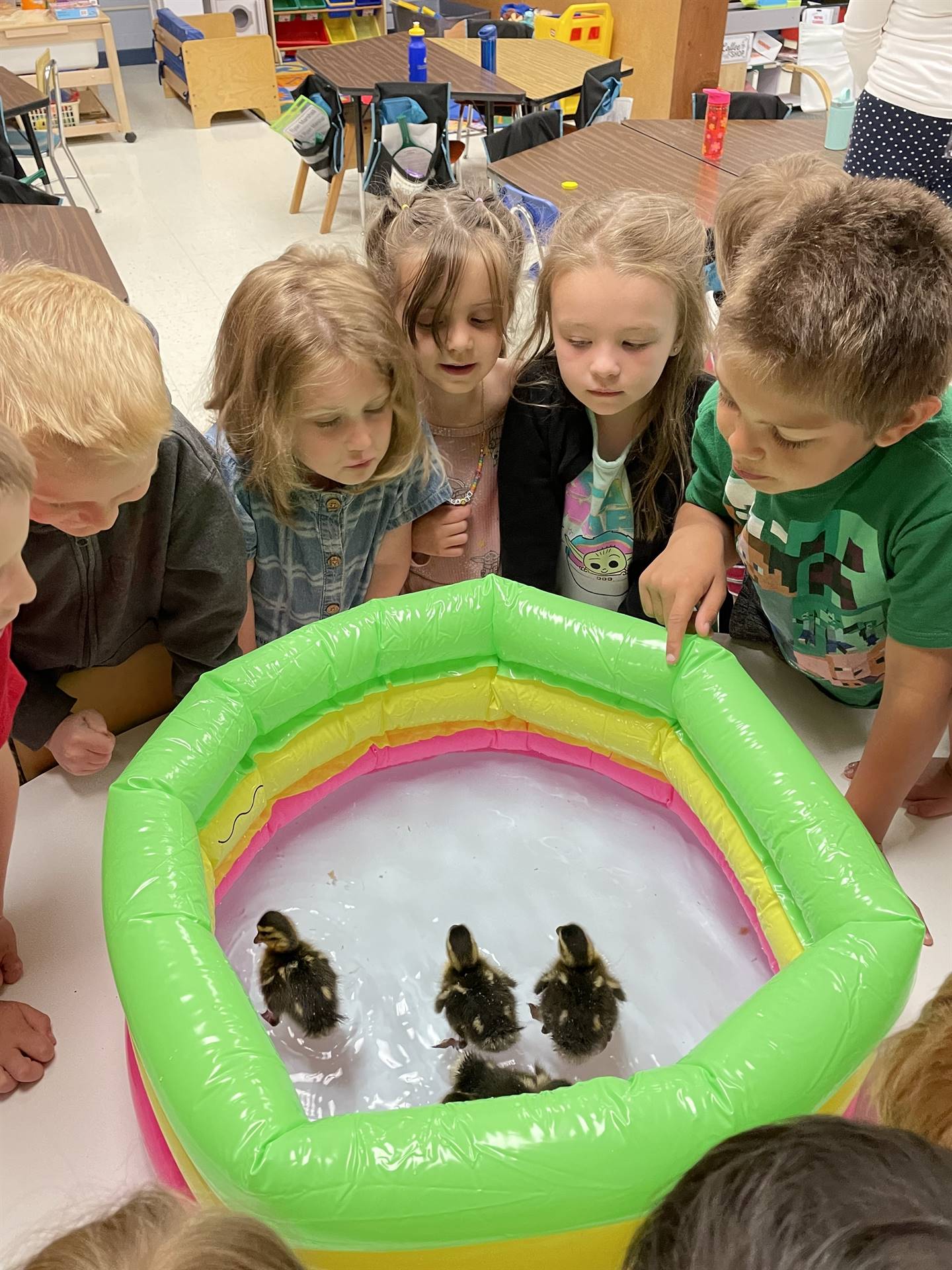 kindergarteners with baby chicks and ducks
